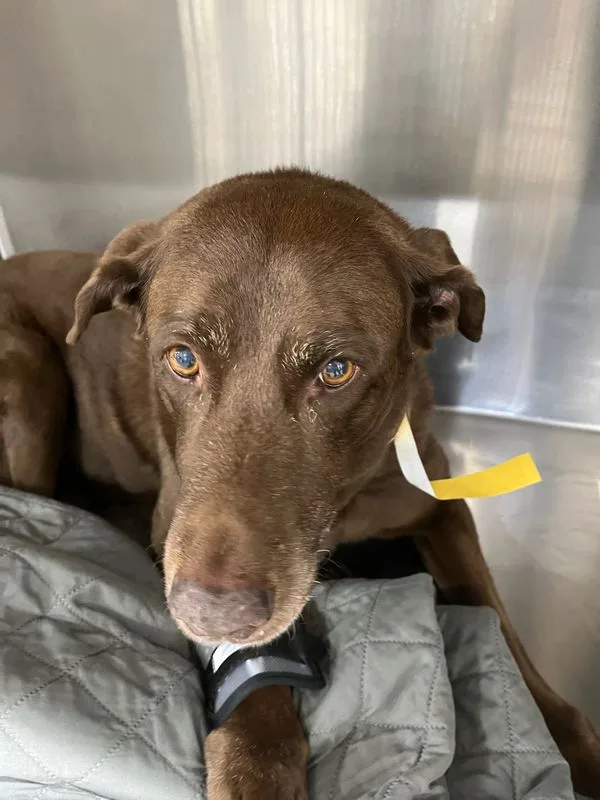 Overland Park Veterinary Emergency and Specialty