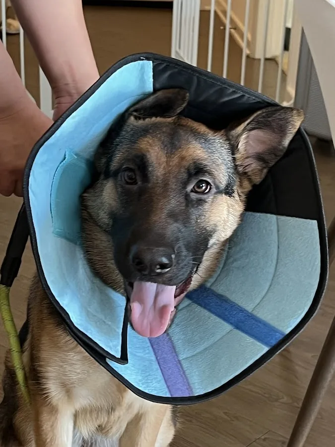 Pacific CARE Pet Emergency & Specialty