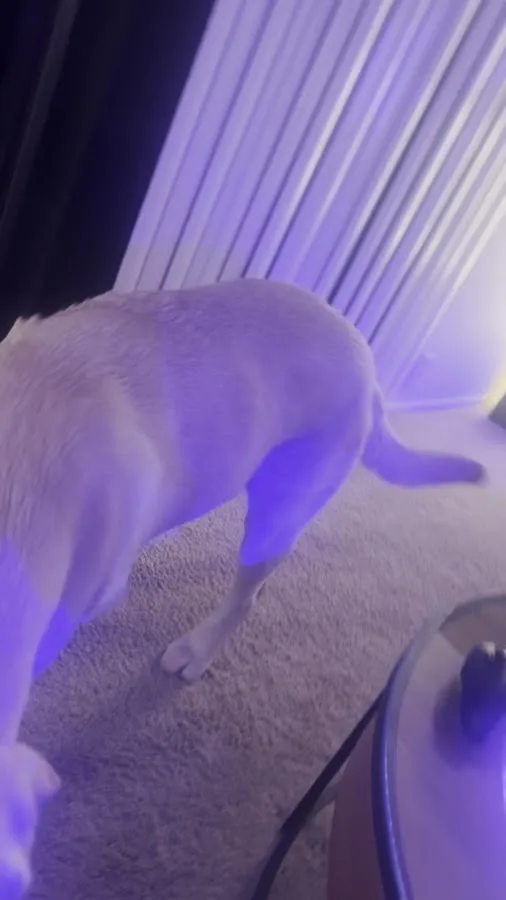 Pacific CARE Pet Emergency & Specialty