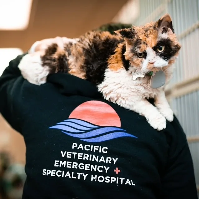 Pacific Veterinary Emergency and Specialty Hospital primary photo