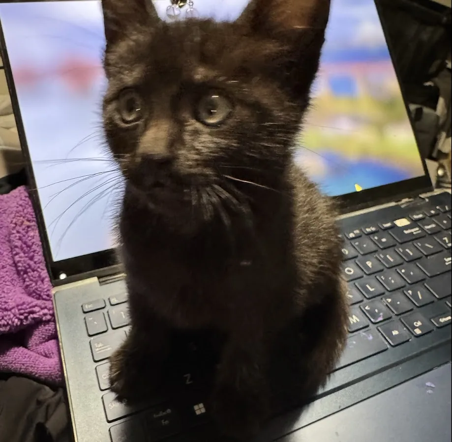 Pacific Veterinary Emergency and Specialty Hospital