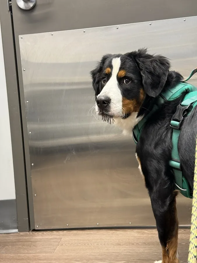 Parkside Veterinary Hospital: Devries R DVM