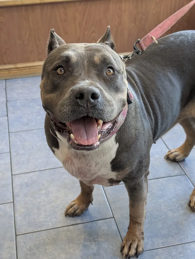 Parkside Veterinary Hospital: Hotaling T DVM