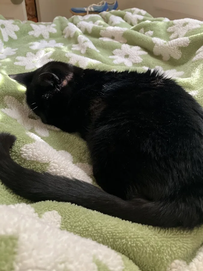 Partner Veterinary Emergency & Specialty Center