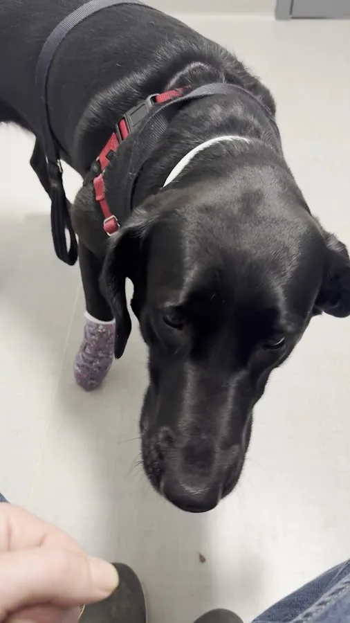 Partner Veterinary Emergency & Specialty Center