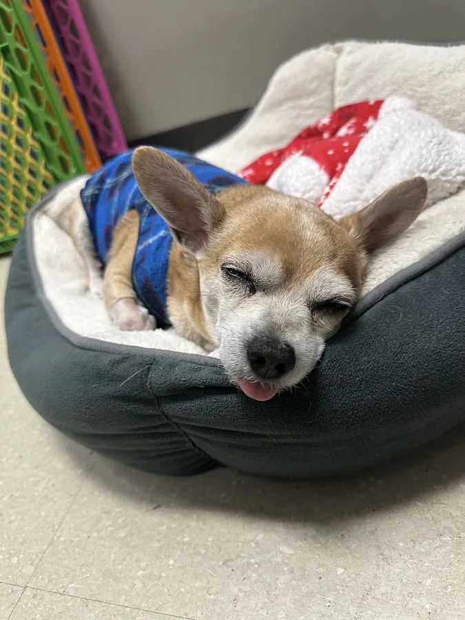 Pearland 288 Animal Emergency Clinic of Silverlake primary photo