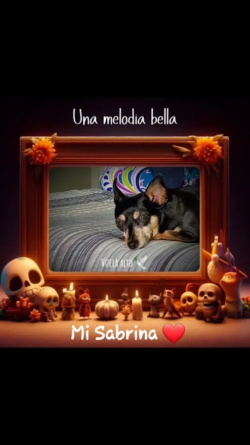 Pearland 288 Animal Emergency Clinic of Silverlake