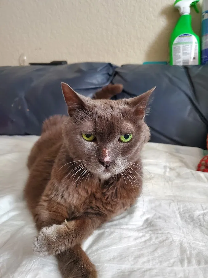 Pereira Jacqueline DVM primary photo