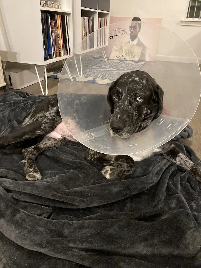 Pet Emergency Clinic