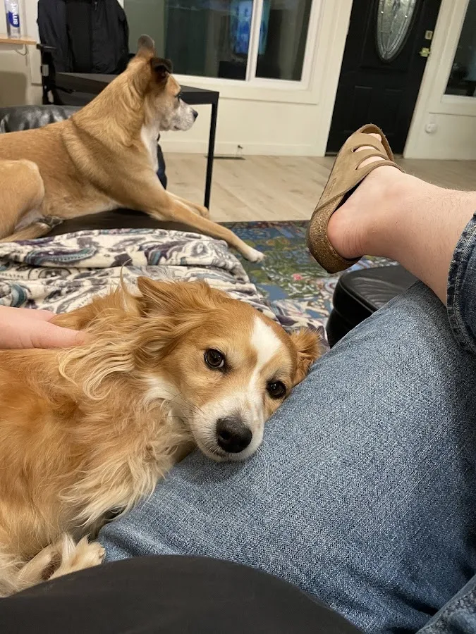 Pet Emergency Clinic