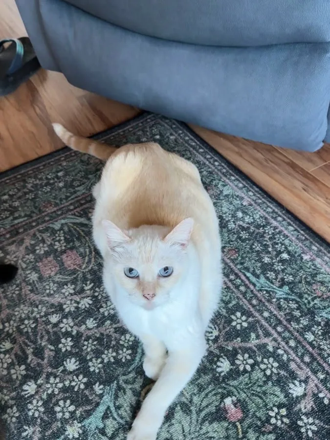 Pet Emergency & Specialty Center of Marin