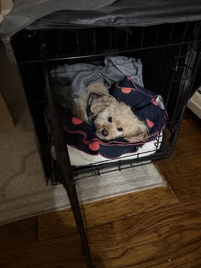 Pet Emergency & Specialty Center-South County