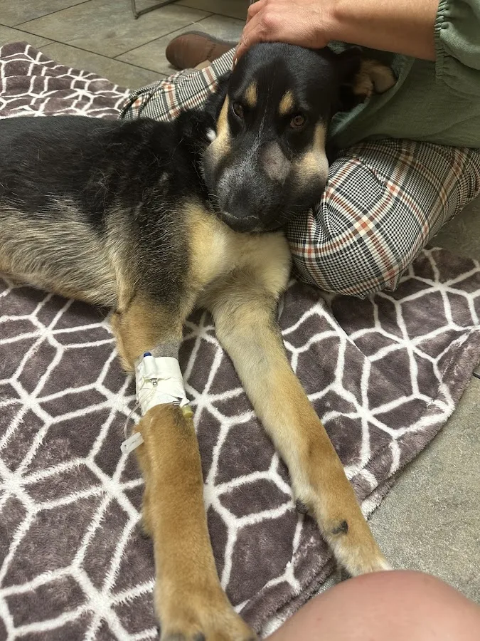 Pet Emergency & Specialty Center-South County