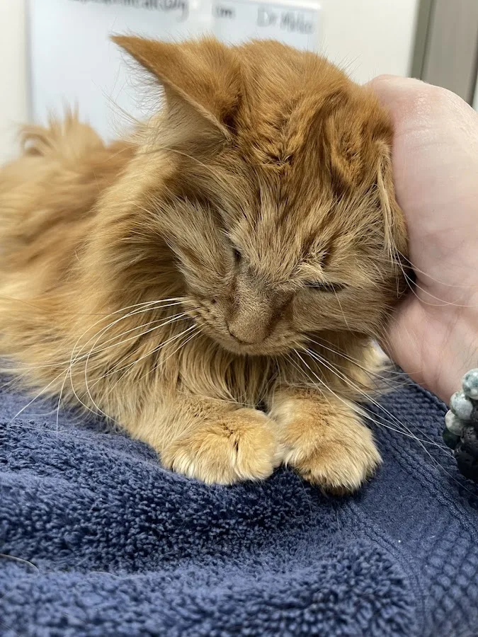 PET Emergency Treatment