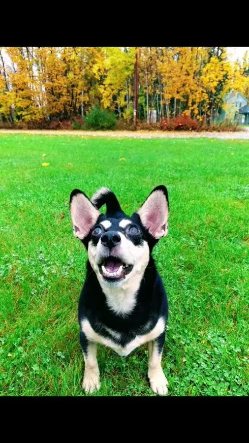 PET Emergency Treatment