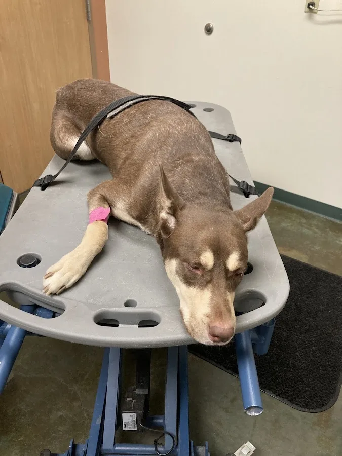 Hospitalized pet care environment at an emergency clinic