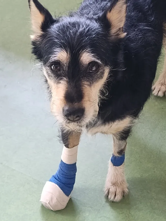 Pet Emergency Treatment Services: Barlia Michael DVM