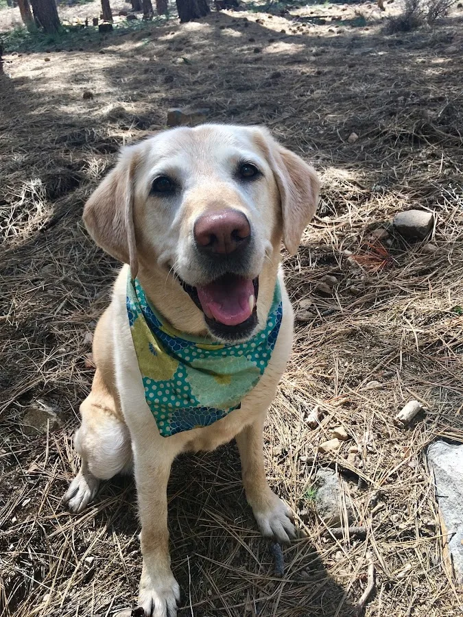 Pet Emergency Treatment Services: Barlia Michael DVM