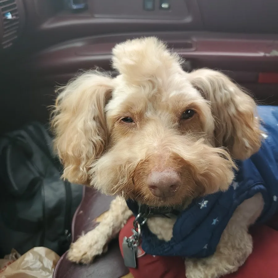 Petco Vaccination Clinic