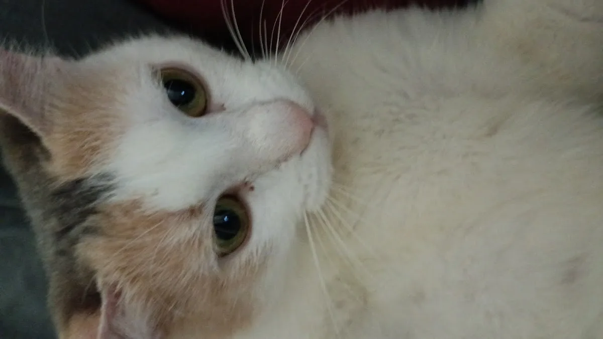 Petco Vaccination Clinic