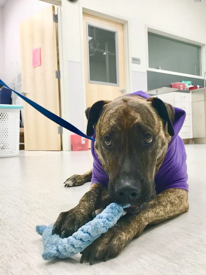 PETS Referral Center primary photo