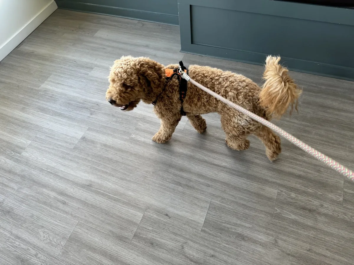 PETS Referral Center