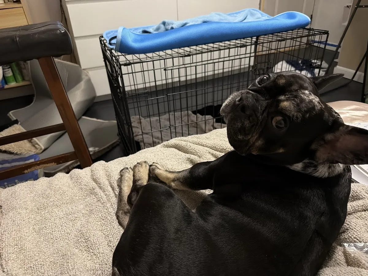 Philadelphia Animal Specialty & Emergency (PASE)