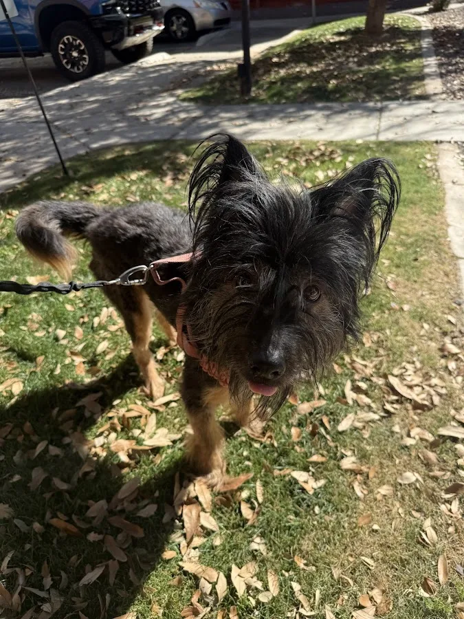 Phoenix Veterinary Referral & Emergency Center