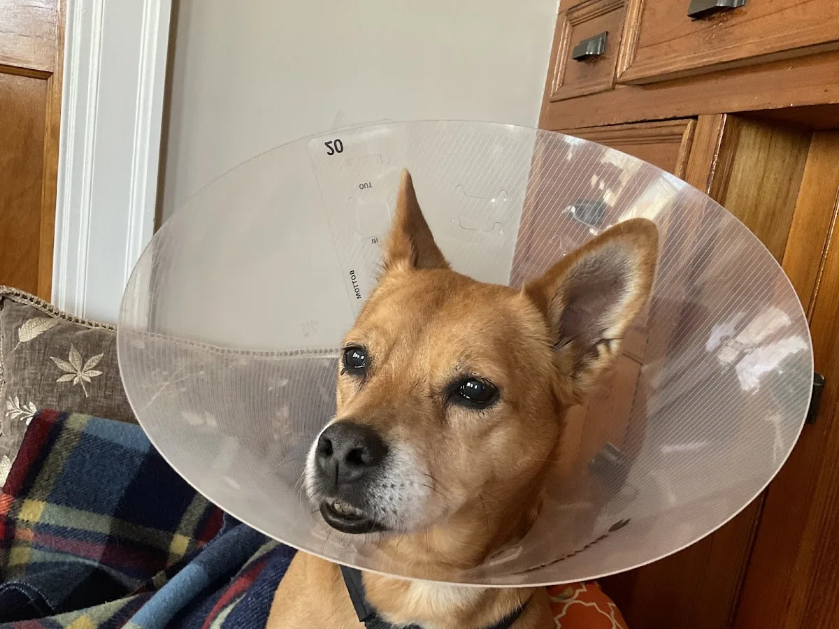 Portland Veterinary Emergency and Specialty Care