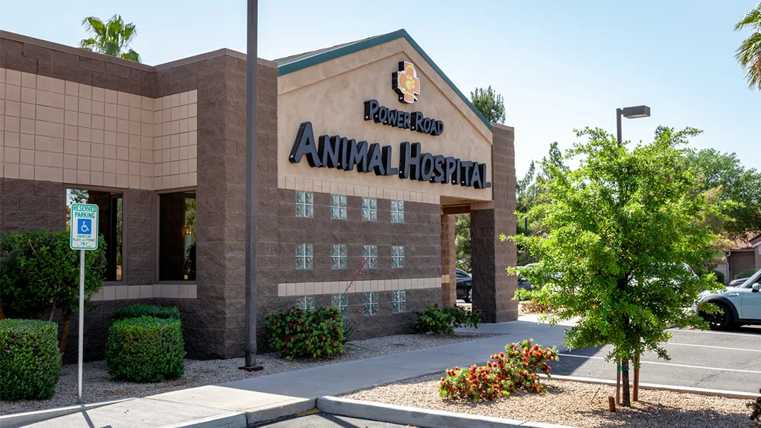 Power Road Animal Hospital