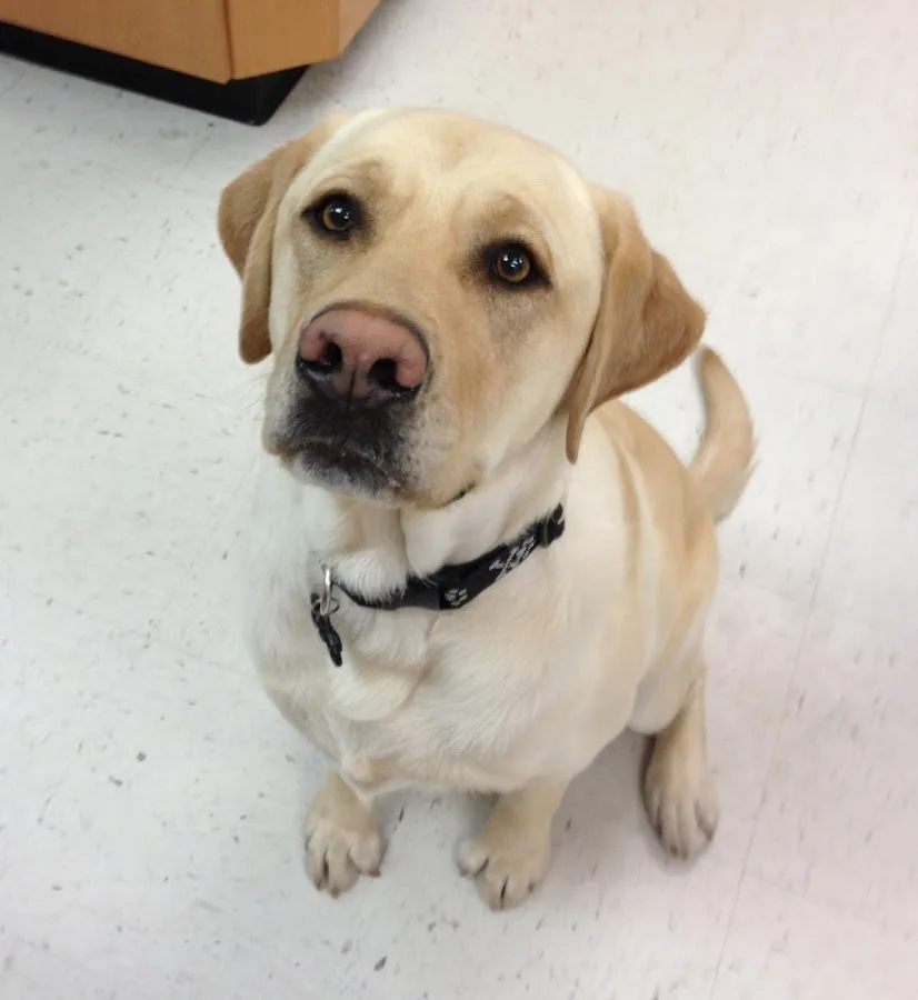 Powers Pet Surgical Services