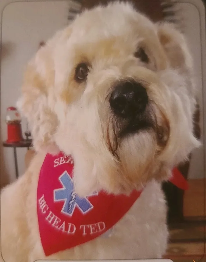 Powers Pet Surgical Services