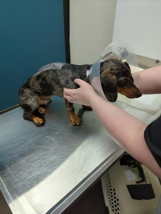 Premier Veterinary Group - Chicago