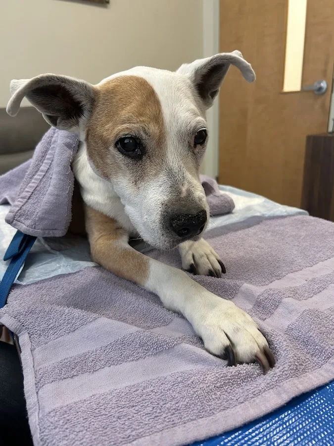 Premier Veterinary Group - Orland Park