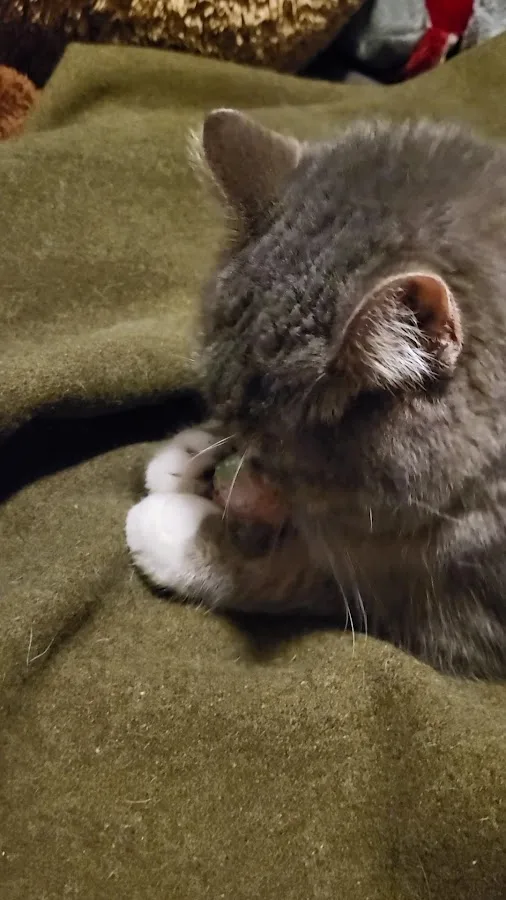 Premier Veterinary Group - Orland Park