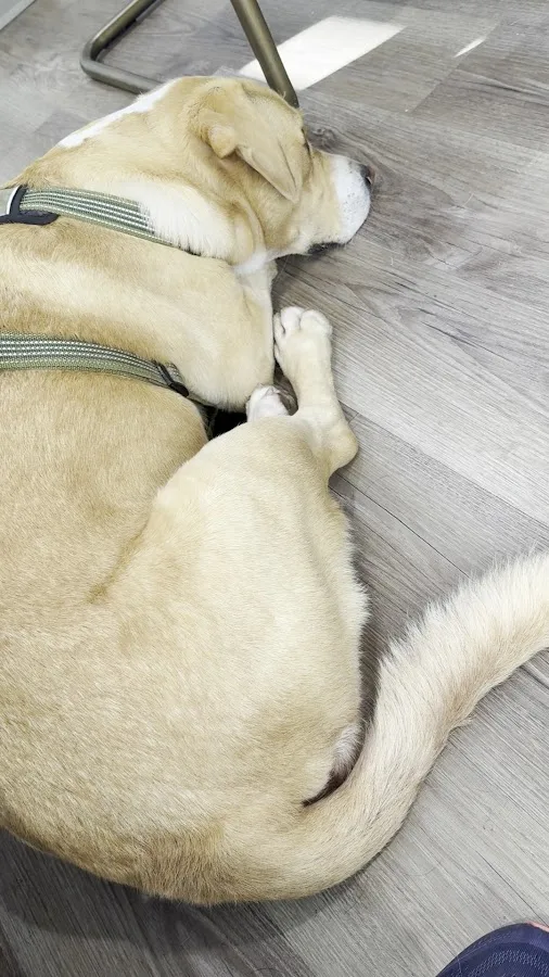 Puget Sound Veterinary Specialty & Emergency