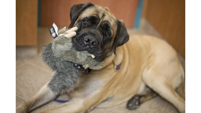 Red Bank Veterinary Hospital - Mt. Laurel