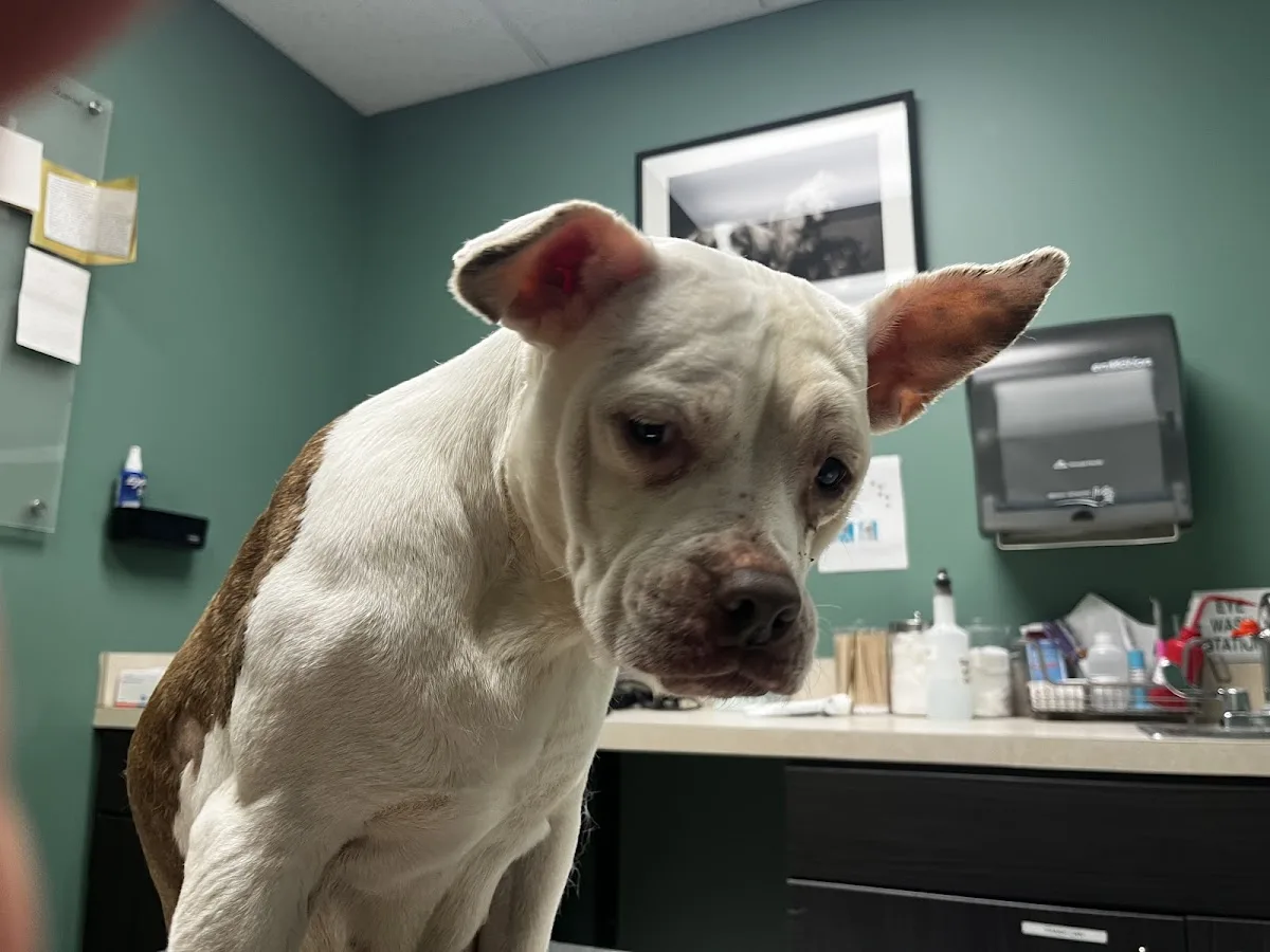 Red Bank Veterinary Hospital - Mt. Laurel