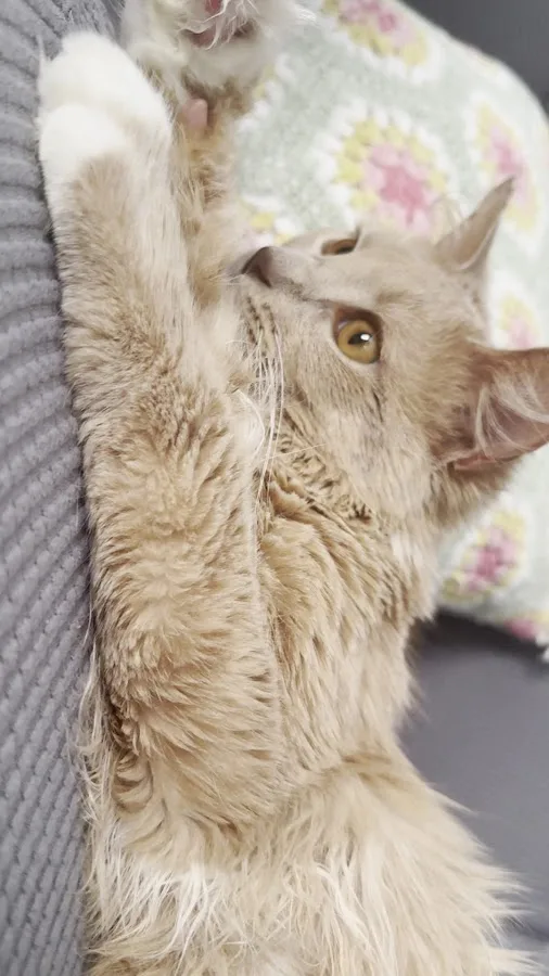 Red Bank Veterinary Hospital - Mt. Laurel