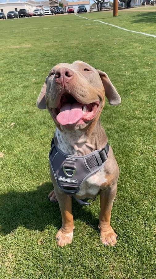 Red Bank Veterinary Hospital (RBVH) - Tinton Falls