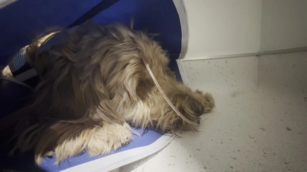 Red Bank Veterinary Hospital (RBVH) - Tinton Falls