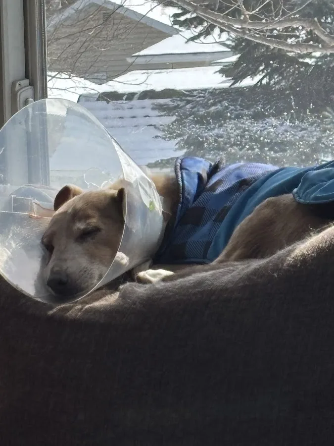 Red River Animal Emergency Hospital & Referral Center