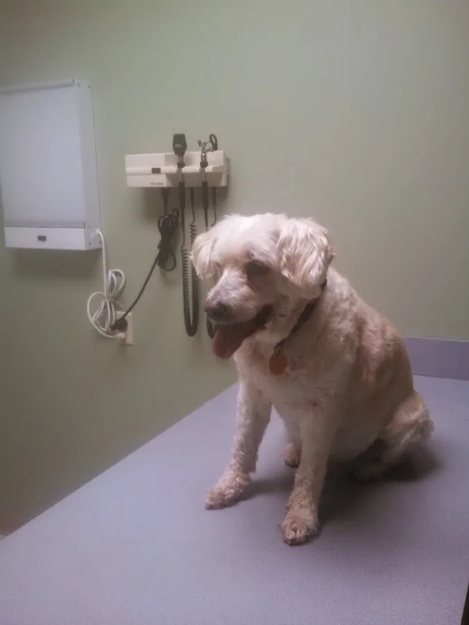 Regency Animal Hospital