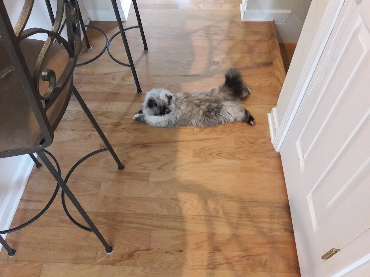 Rehm Caroline DVM primary photo