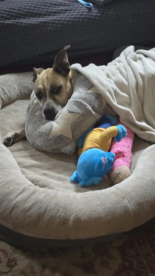 RiNoVet Animal Emergency Care