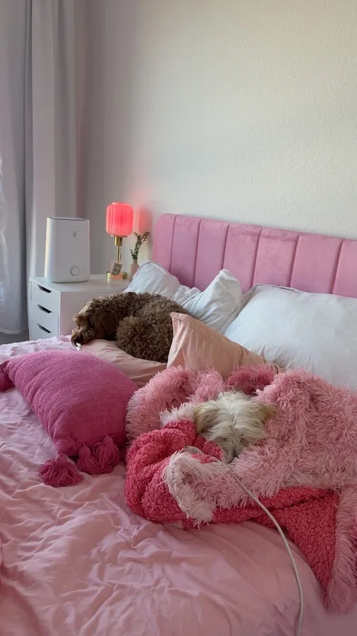 RiNoVet Animal Emergency Care