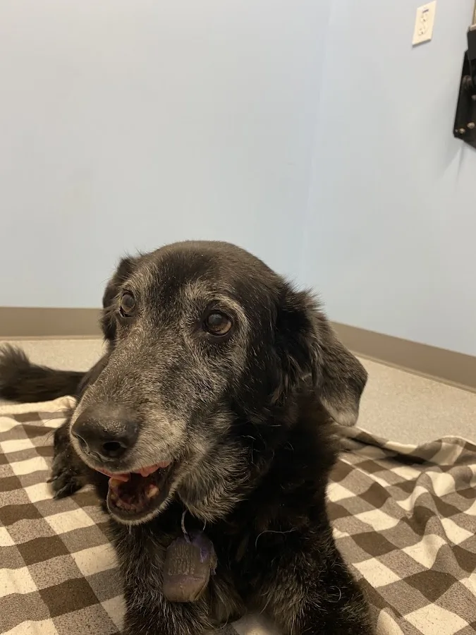 RiNoVet Animal Emergency Care