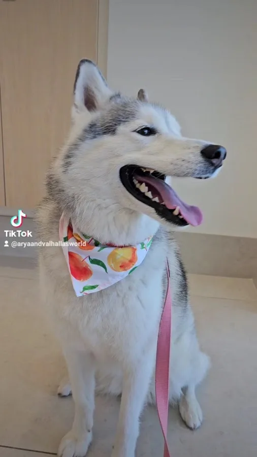 Rise Pet Health Emergency & Specialty Hospital