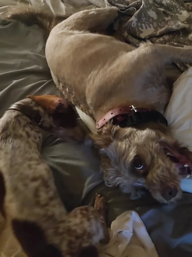 Riverside Regional Veterinary Group