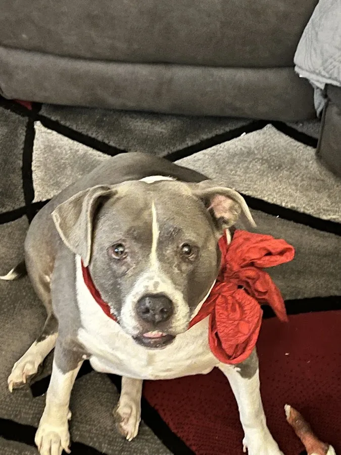 Roadrunner Veterinary Emergency & Specialty Hospital